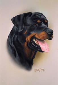 Rottweiler Head Study Print RMDH122