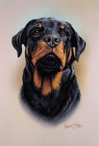 Rottweiler Head Study Print RMDH123