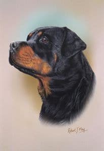 Rottweiler Head Study Print RMDH124