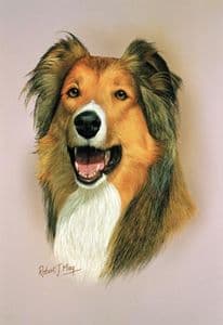 Rough Collie Head Study Print RMDH126