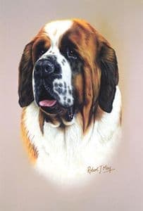 Saint Bernard Head Study Print RMDH139
