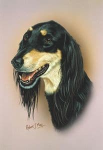 Saluki Head Study Print RMDH128