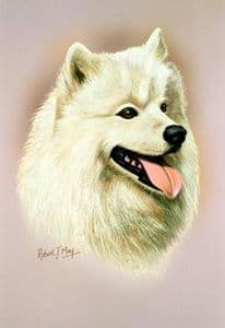 Samoyed Head Study Print RMDH129