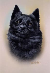Schipperke Head Study Print RMDH130