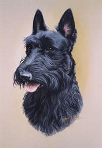 Scottish Terrier Head Study Print RMDH132