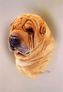 Shar Pei Head Study Print RMDH133