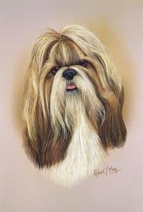 Shih Tzu Head Study Print RMDH137