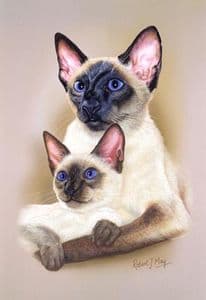 Siamese Cat & Kitten Print