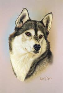 Siberian Husky Head Study Print RMDH138