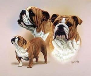 Signed Bulldog Multistudy Print MS1006