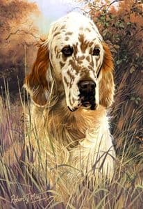 Signed English Setter Head Study Print RMSH05