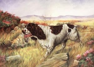 Signed English Springer Spaniel Print WGD003