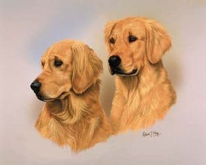 Signed Golden Retriever Print DD001