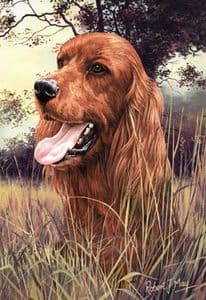 Signed Irish Setter Head Study Print RMSH06