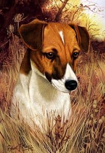 Signed Jack Russell Head Study Print RMSH07