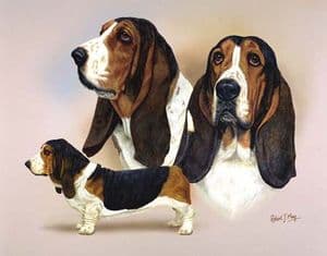 Signed Multistudy Basset Hound Print MS1008