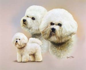 Signed Multistudy Bichon Frise Print MS1045