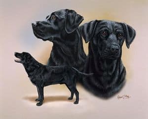 Signed Multistudy Black Labrador Print MS1002
