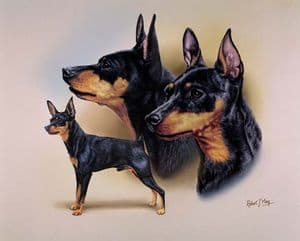 Signed Multistudy Miniature Pinscher Print MS1040