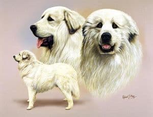 Signed Multistudy Pyrenean Mountain Dog Print MS1018