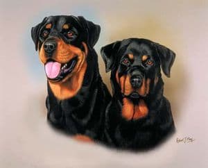 Signed Multistudy Rottweiler Print DD003