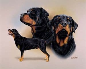Signed Multistudy Rottweiler Print MS1001