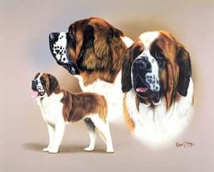 Signed Multistudy Saint Bernard Print MS1031