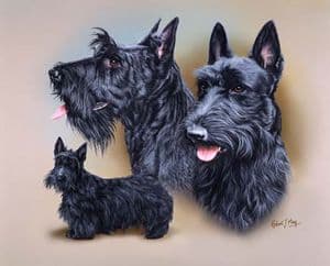 Signed Multistudy Scottish Terrier Print MS1035