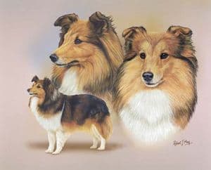 Signed Multistudy Shetland Sheepdog Print MS1030