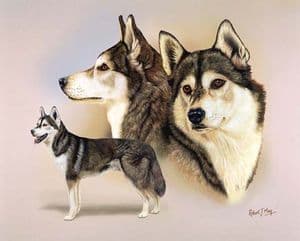 Signed Multistudy Siberian Husky Print MS1004