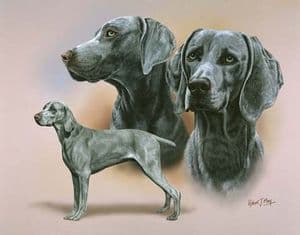 Signed Multistudy Weimaraner Print MS1010