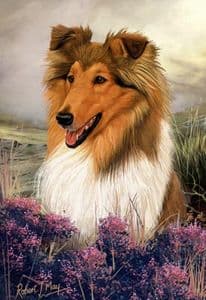 Signed Rough Collie Head Study Print RMSH11