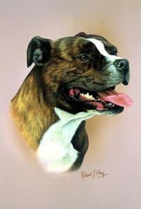Staffordshire Bull Terrier Head Study Print RMDH141