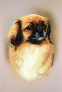 Tibetan Spaniel Head Study Print RMDH142
