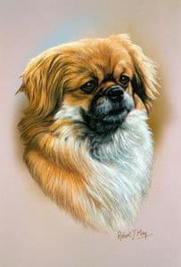 Tibetan Spaniel Head Study Print RMDH157