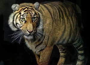 Tiger Painting