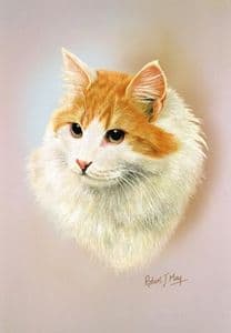 Turkish Van Cat Print