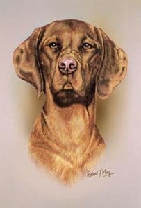 Vizsla Head Study Print RMDH143