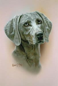 Weimaraner Head Study Print RMDH144
