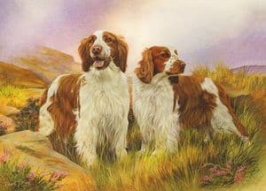 Welsh Springer Spaniel Print WGD001