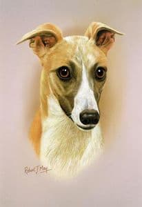 Whippet Head Study Print RMDH149