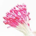 Flower stamen, pink, 80 pieces [approximate], [ST1321]