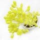 Flower stamen, Yellow, 400 pieces [approximate], [ST1041]