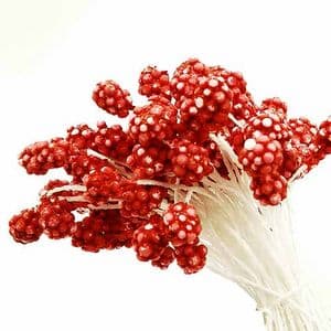 Foam Flower stamen, Burgandy, 80 pieces [approximate], 5.5cm, [ST1425]