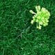 Gypsophila flower stamen, green, 12 pieces, Long 8.5cm, [st1267]