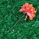 Gypsophila flower stamen, Pinkish red, 12 pieces, Long 8.5cm, [st1262]