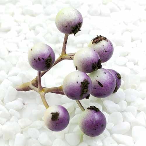 Little fruit foam Dark purple 2 bunches each bunch has 9 berries