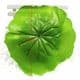 Lotus leaf, Plastic, green, 11.5cm [approximate], 5 pieces, [ST1043]