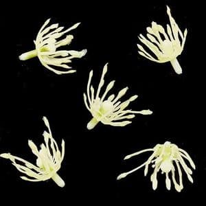 Other flower stamen, Plastic, Cream colour, 2cm, 5 pieces, [ST1553]