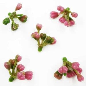 Other flower stamen, Plastic, purple, 1.6cm x 1.6cm, 5 pieces, [ST1554]